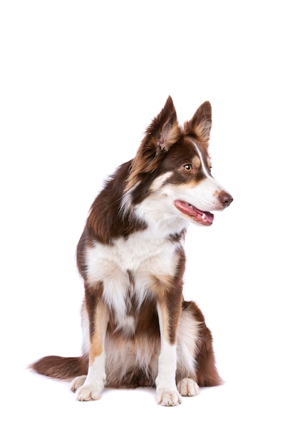 chien border collie