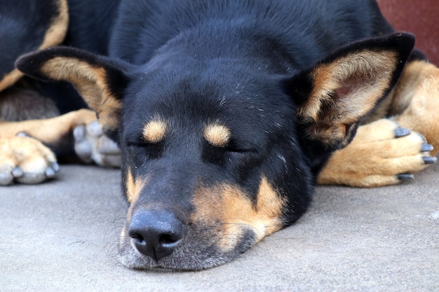 Chien en bordure de route dormant sur le sol