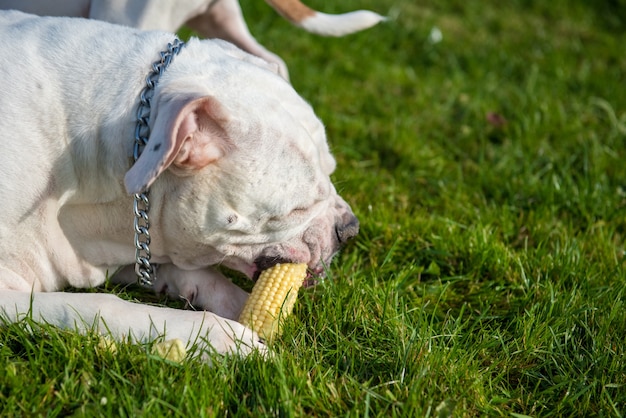 Chien bouledogue américain blanc mange du maïs sur la nature