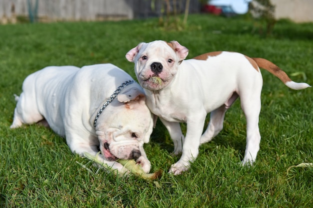 Chien bouledogue américain blanc mange du maïs sur la nature