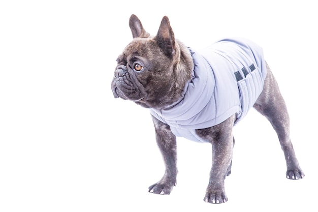 Chien bouledogue français dans un gilet gris sur fond blanc isoler Portrait d'un animal de compagnie chien habillé