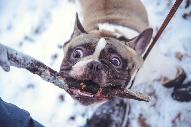 Chien bouledogue français jouant en hiver avec un homme