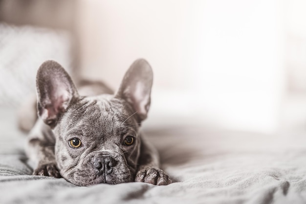 Chien bouledogue français sur le lit à la maison