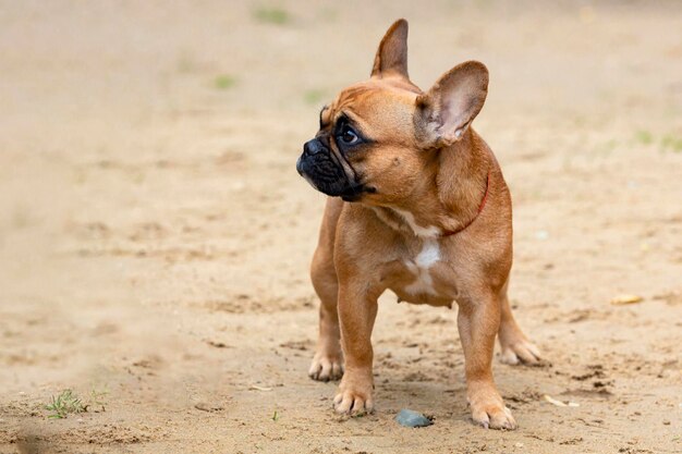 Un chien bouledogue français se dresse sur un terrain sablonneux