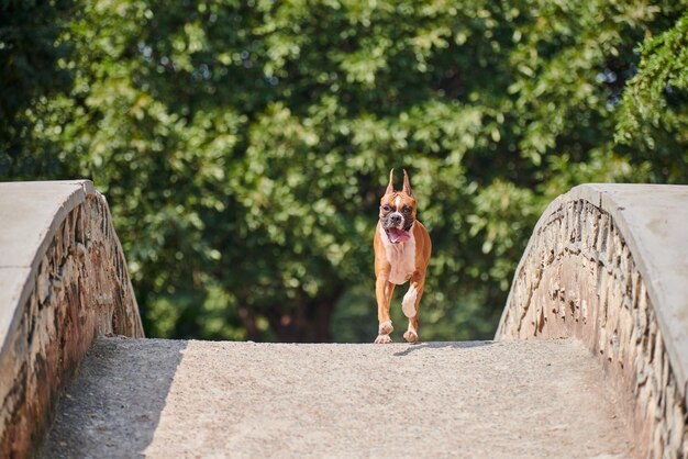 Chien Boxer courant vers le propriétaire sur le pont du parc extérieur marchant avec un animal adulte dans le parc public de la ville