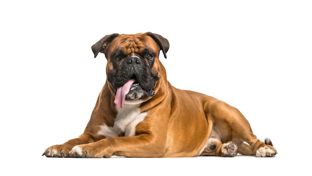 Chien Boxer haletant, couché