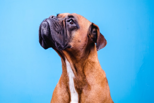 Chien Boxer sur mur bleu.