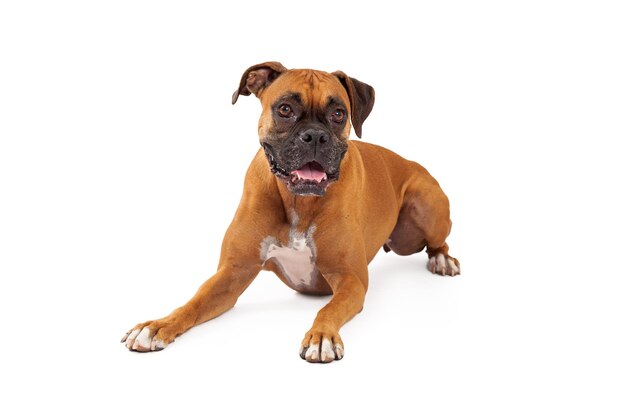 Chien Boxer à la recherche ludique allongé