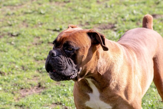 Photo un chien boxeur brun avec une poitrine blanche lâché dans le champ