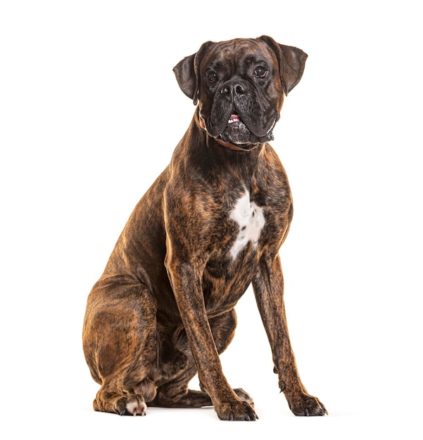 Un chien boxeur portant un collier isolé sur blanc