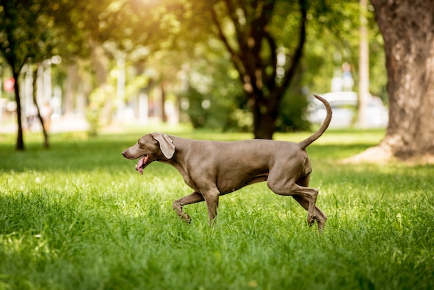 Chien Braque de Weimar au parc