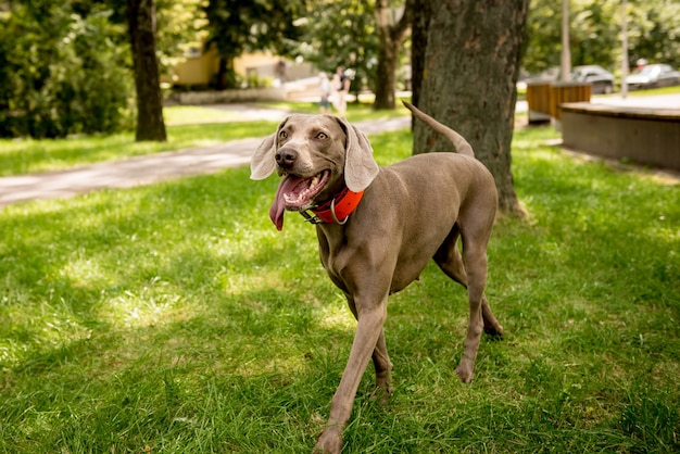 Chien Braque de Weimar mignon au parc