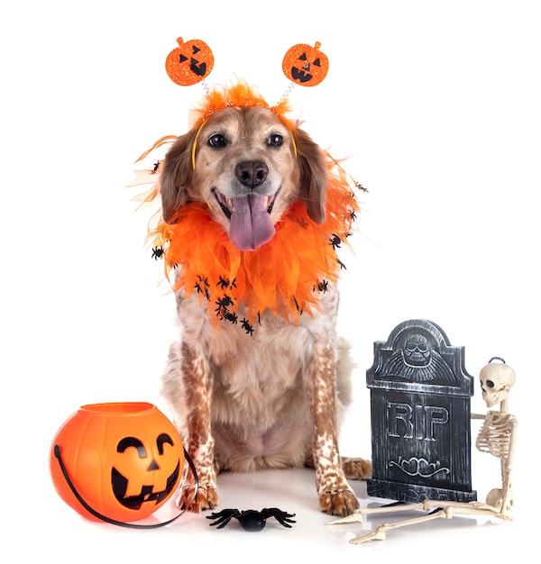 Chien de Bretagne animal à Halloween