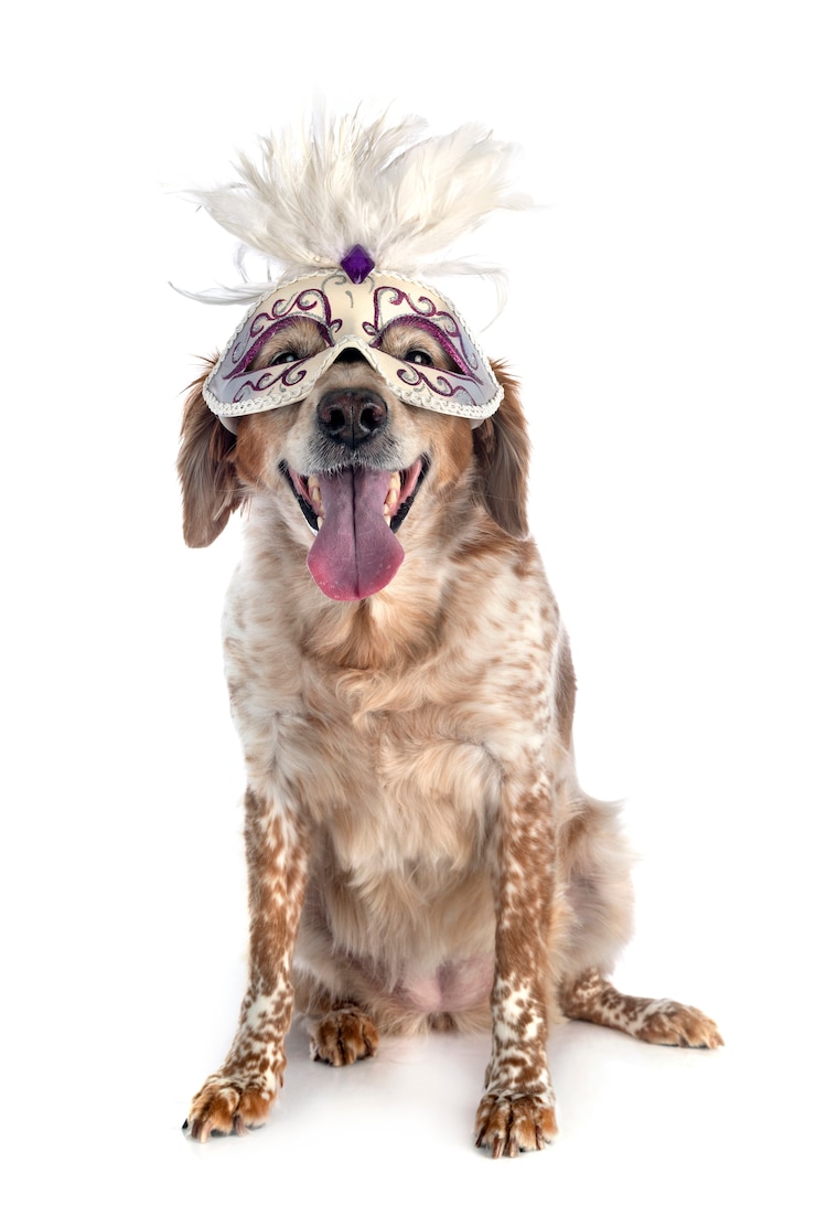 Photo chien de bretagne animal