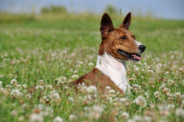 Chien Brindle Basenji dans le champ de fleurs