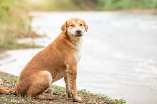 Chien brun assis près de la rivière