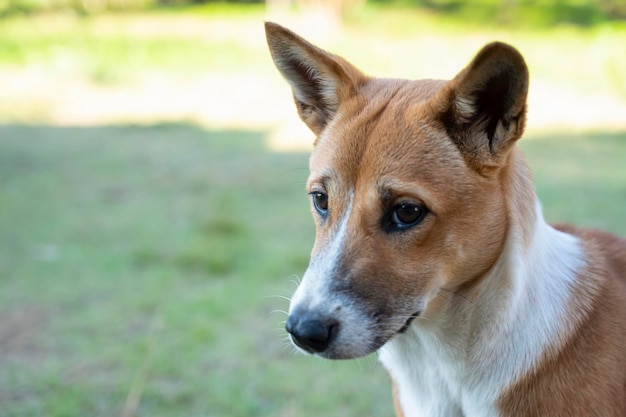 Chien brun blanc debout sur fond animal