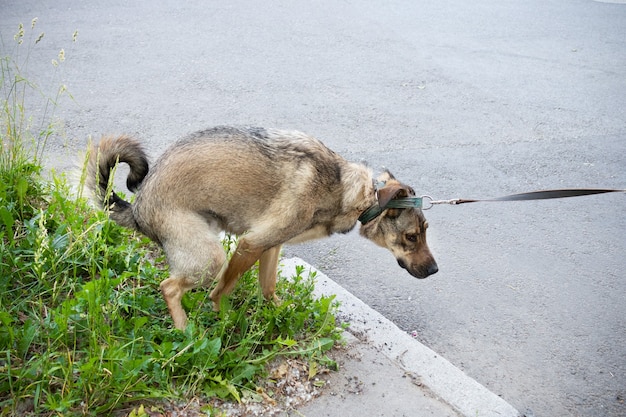 Chien brun caca dans la rue sur la pelouse d'herbe verte