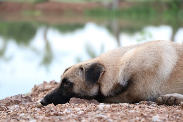 Le chien brun couleur solitude et se reposer près de l&#39;étang