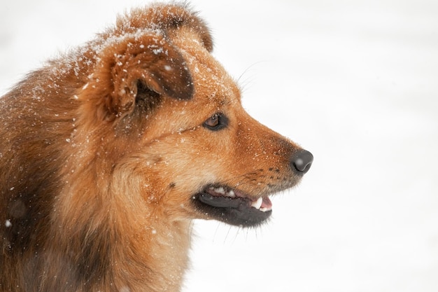 Chien brun dans la neige en hiver gros plan portrait de profil du chien