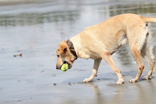 Chien brun, debout, tannic, plage