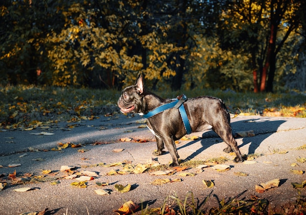 Photo chien brun sur des feuilles à l'automne