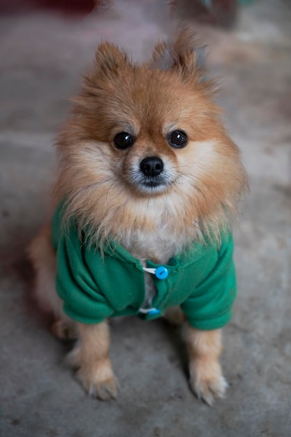 Chien brun sur fond de concept de mammifère