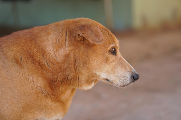 Chien brun gardant la maison