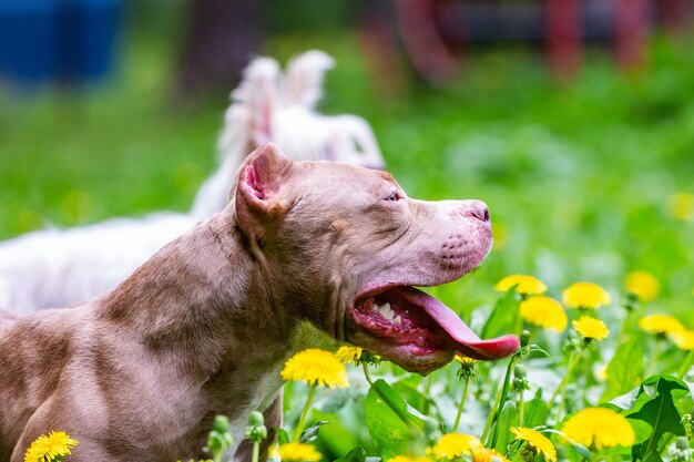 Chien brun mignon assis parmi les fleurs jaunes dans l'herbe verte dans le parc Fond d'écran extérieur Meilleur ami