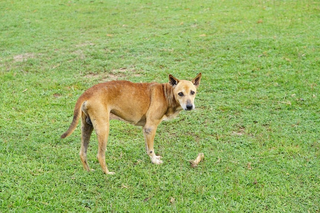 Le chien brun monte la garde au-dessus d'un os sur l'herbe verte