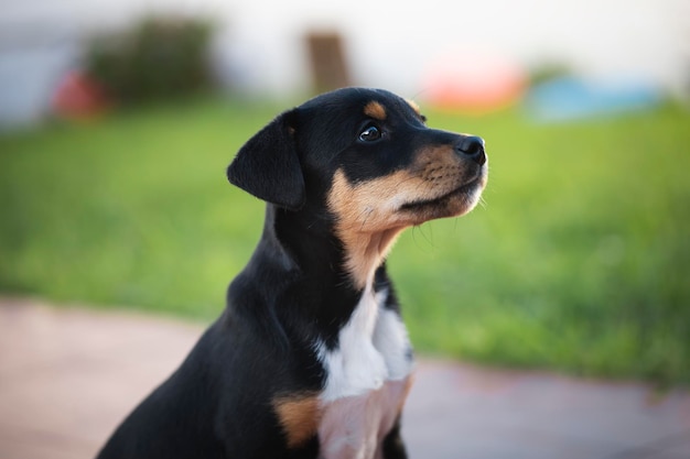 Chien brun et noir blanc dans la cour de la maison