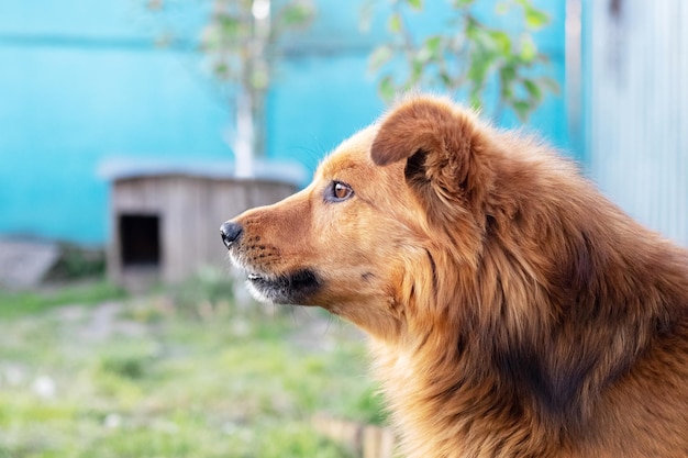 Un chien brun poilu près du portrait de profil du chien