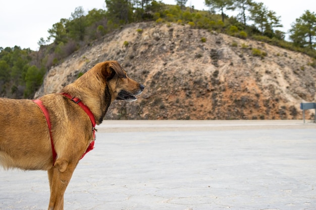 Un chien brun portant une laisse rouge à l'écart