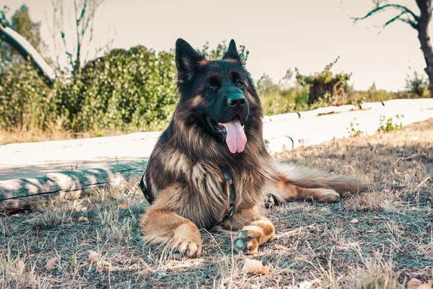 Photo un chien brun qui regarde le champ.