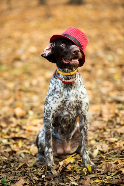 Le chien brun s'asseoir dans le parc en chapeau rouge élégant