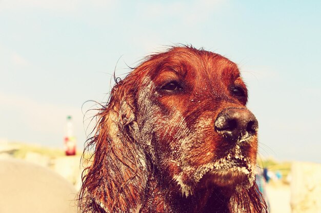 Photo un chien brun et sale sur la plage