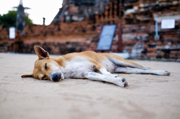 Un chien brun sans abri dort sur le sol chaud du temple du bouddhisme