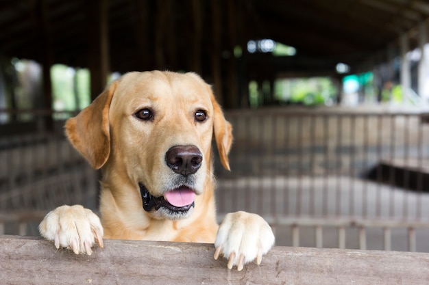 Le chien brun se tenait et attendait au-dessus de la cage