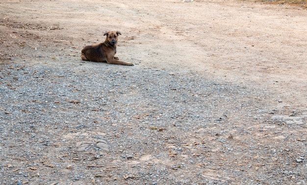 Chien brun solitaire se repose sur le chemin de terre