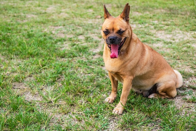 Chien brun souriant joyeusement Concept de sourire heureux