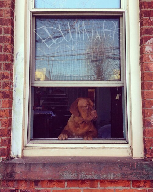 Photo chien brun vu par la fenêtre