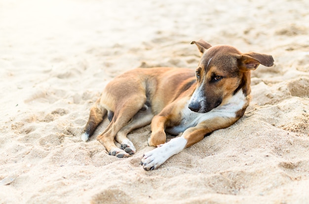 Un chien brun.