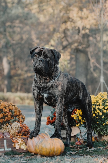 Chien Bullmastiff à l'extérieur sur fond de couleurs d'automne lettrage pommes d'automne et autres automne