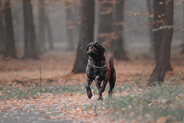 Chien Bullmastiff à l'extérieur sur fond de couleurs d'automne