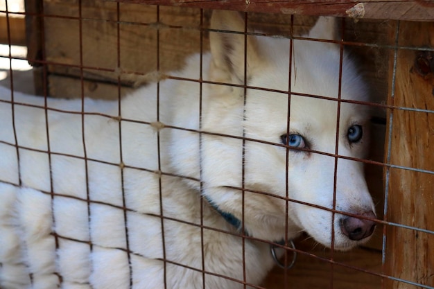 Photo chien en cage