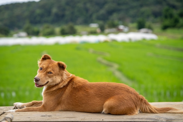 Chien de campagne