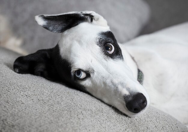 Chien sur canapé. Greyhound à la maison sur un fauteuil gris doux