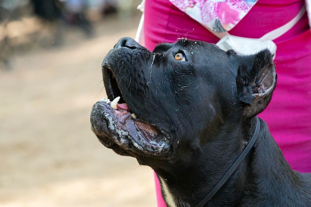 Chien Cane Corso lors d'une exposition canine