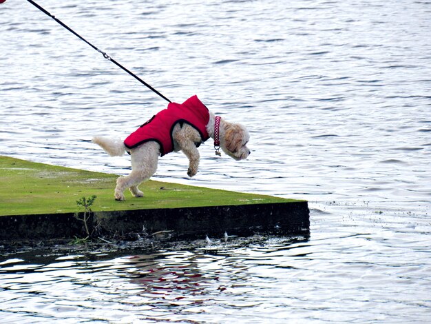 Chien caniche blanc suspendu dans l&#39;air tout en regardant dans l&#39;eau