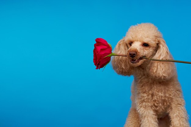 Chien caniche sur fond bleu